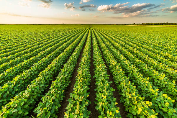 Citric Acid in Agriculture